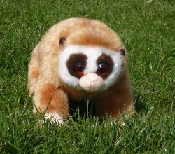 International Animal Rescue slow loris.jpg